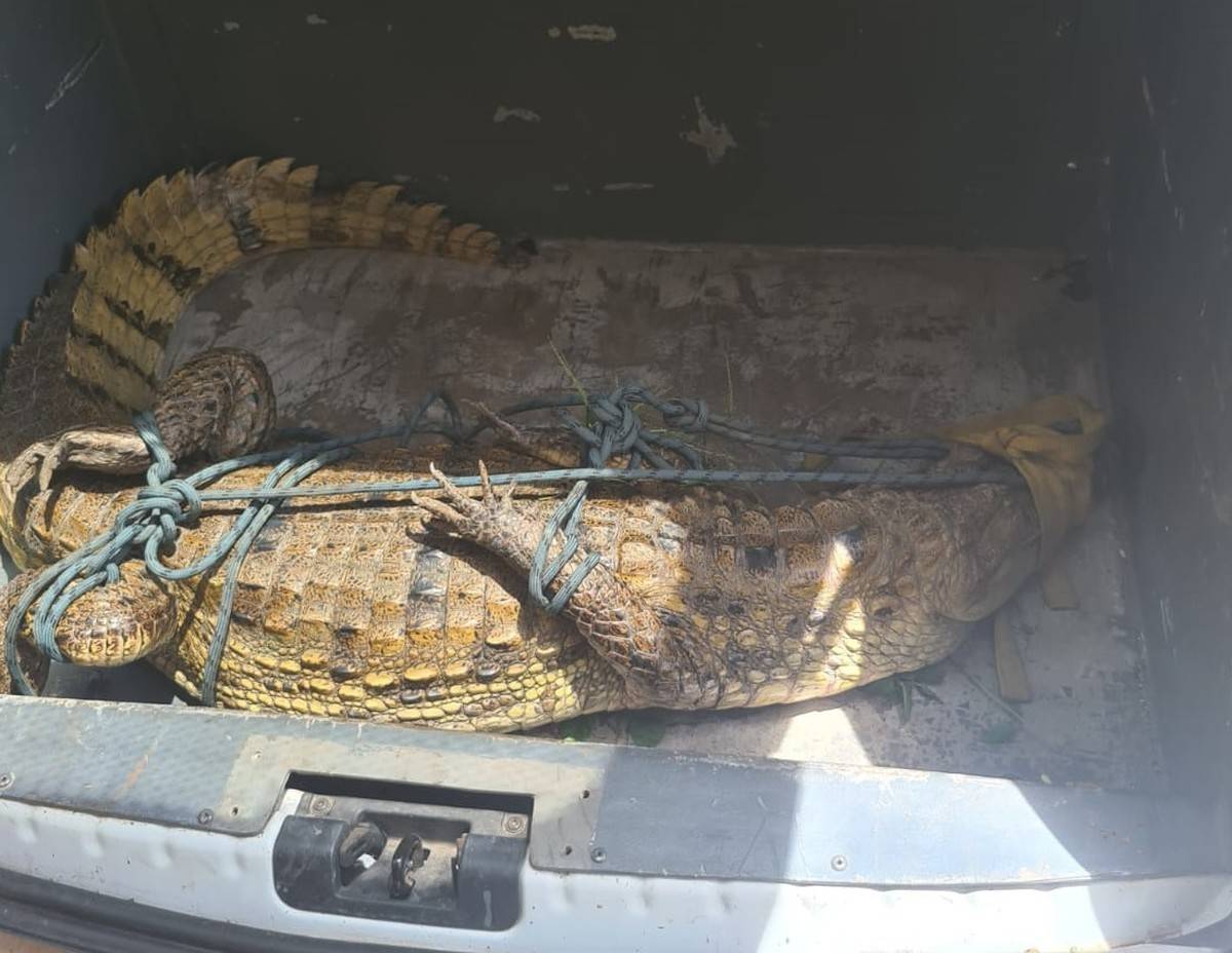 Jacaré de 2 metros é resgatado dentro do campus do Ifap em Macapá; é o 2º animal em 17 dias | Amapá