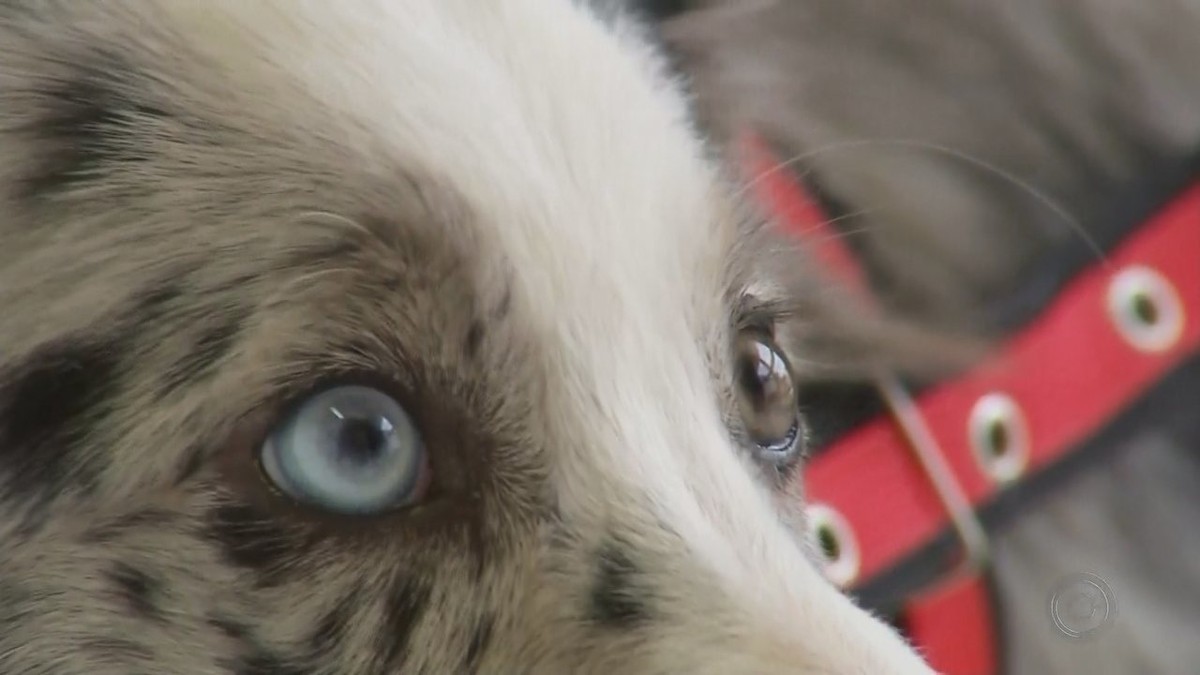 Heterocromia em animais chama atenção pela beleza, mas é preciso ter cuidados