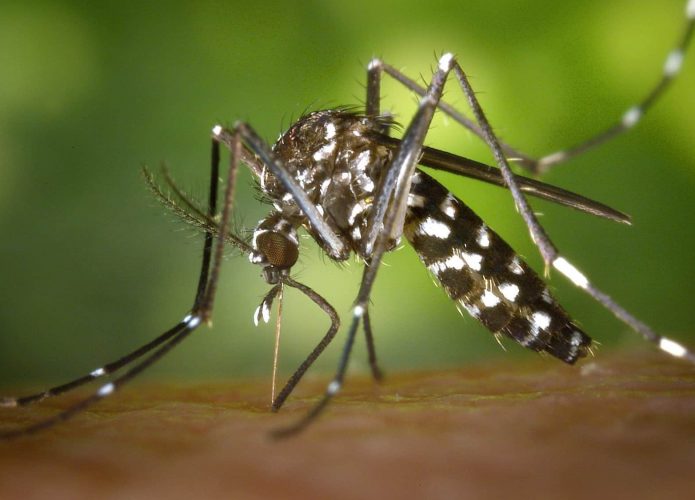 Cândida pode ser aliada no combate à dengue; entenda