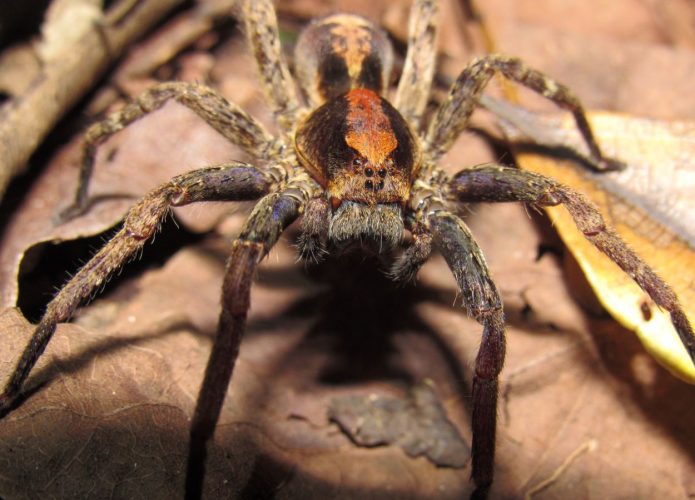 Veneno de aranha pode ajudar no tratamento do câncer de mama