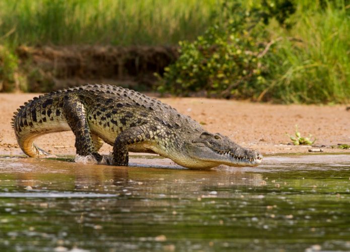 Parasita em olho de mulher pode ter vindo de carne de crocodilo