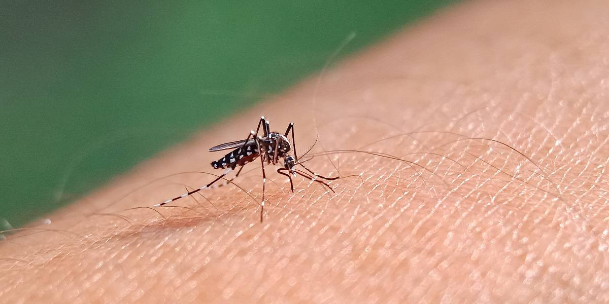 Dengue: Brasil registra 3 mil mortes pela doença em 2024 