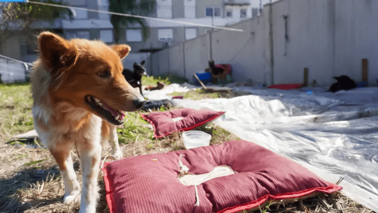 IA ajuda tutores a encontrar animais desaparecidos no RS