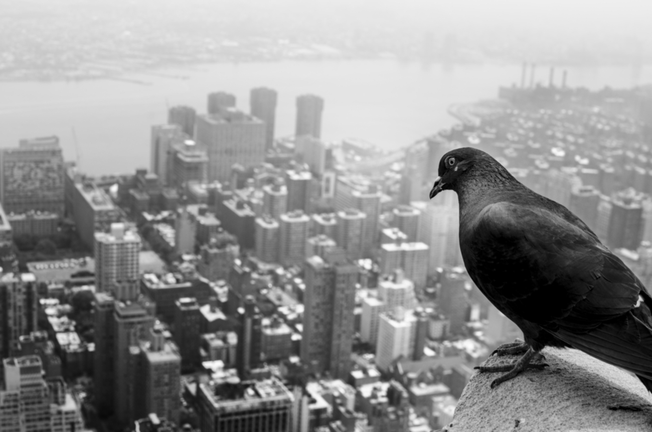 Gripe aviária é detectada em aves de Nova York