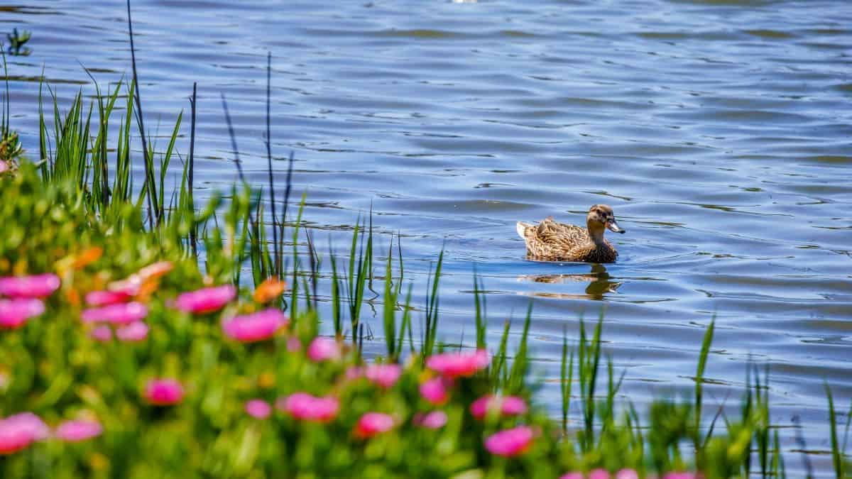 entenda o que é a Síndrome do Pato Flutuante