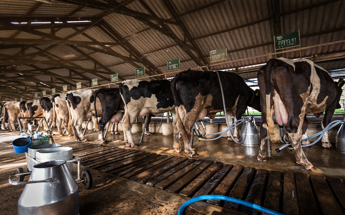 Leite de vacas com gripe aviária dá imunidade?